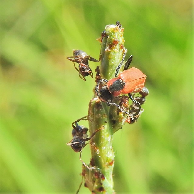 Anthocomus rufus - őszi bibircsesbogár