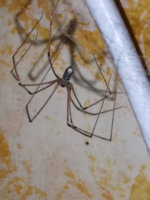 Pholcus phalangioides - nagy álkaszáspók