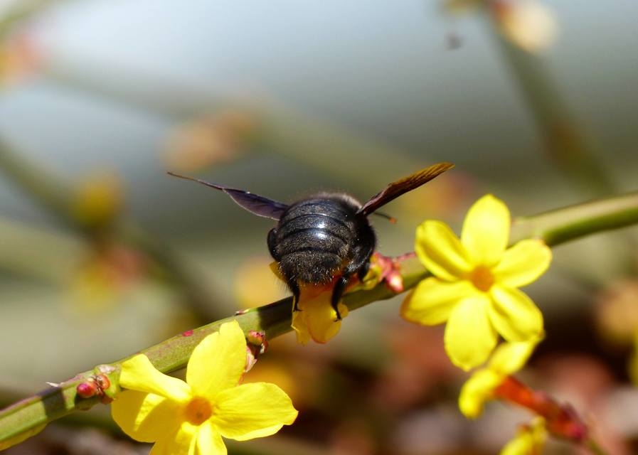 Xylocopa violacea - kék fadongó