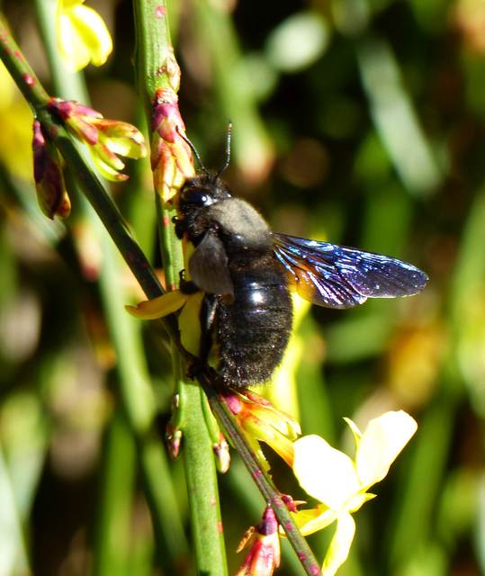 Xylocopa violacea - kék fadongó
