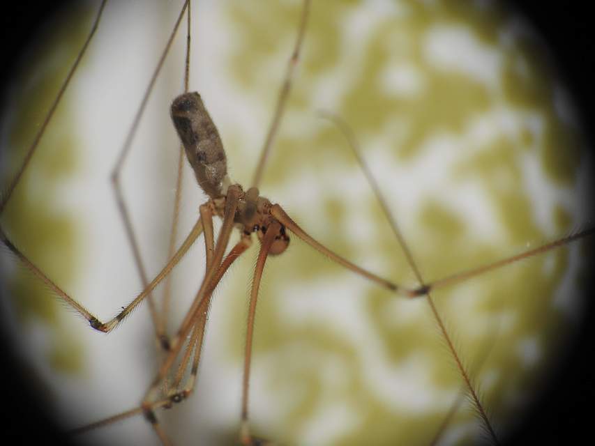 Pholcus phalangioides - nagy álkaszáspók