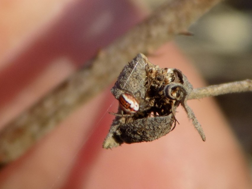 Mangora acalypha - réti keresztespók