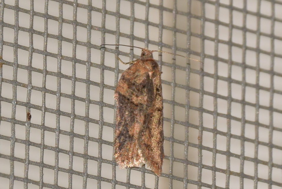 Acleris