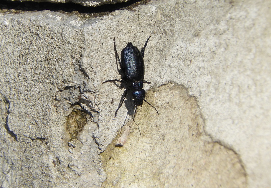 Meloe decorus - csinos nünüke