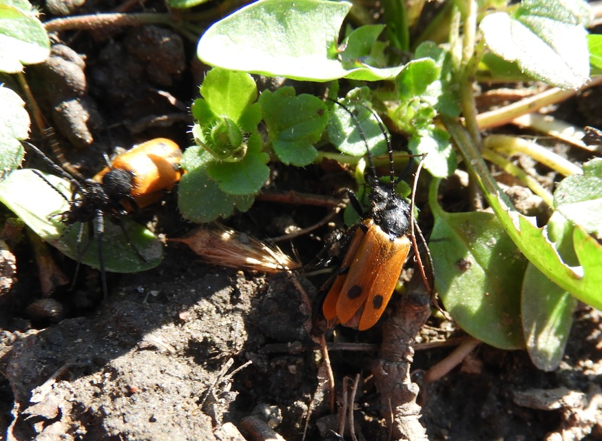 Apalus bimaculatus - kétfoltos élősdibogár