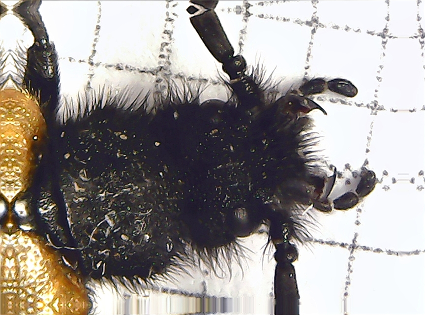 Apalus bimaculatus - kétfoltos élősdibogár