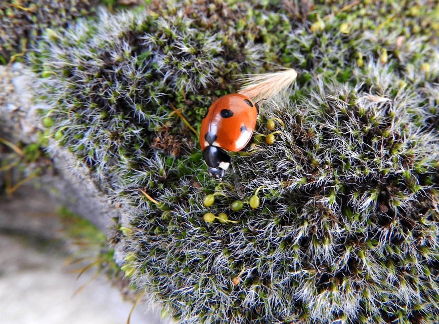 Coccinella septempunctata - hétpettyes katica