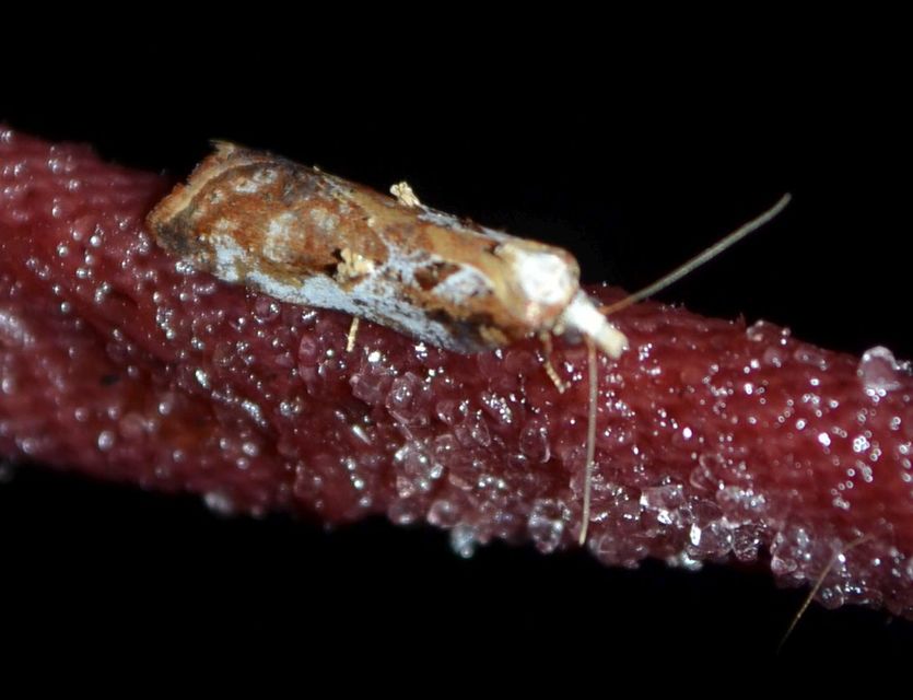 Acleris cristana - pamacsos levélmoly