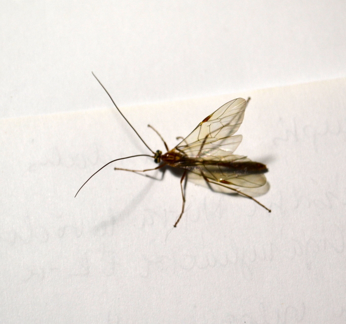 Ophion obscuratus