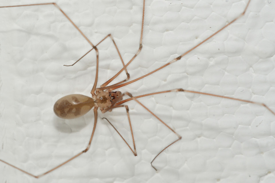 Pholcus phalangioides - nagy álkaszáspók
