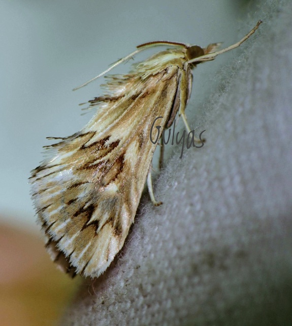 Cynaeda dentalis - gyakori ciframoly