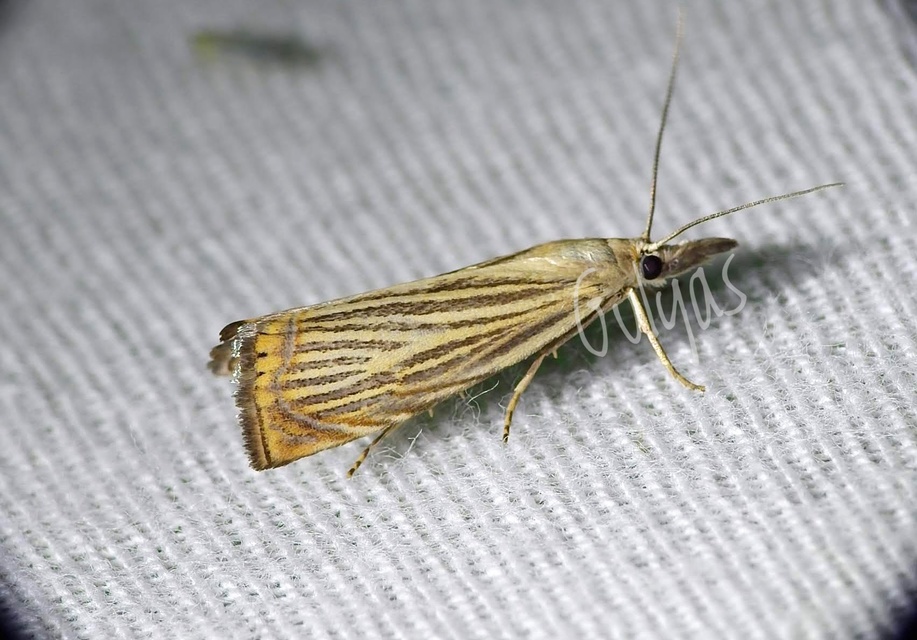Chrysoteuchia culmella - kerti fűgyökérmoly