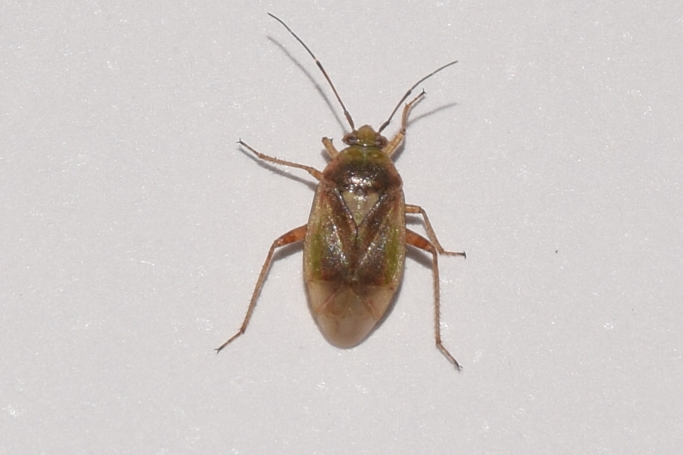 Lygus rugulipennis - molyhos mezeipoloska