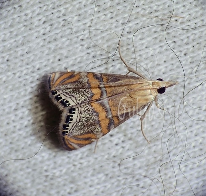 Euchromius bella - cifra mozaikmoly