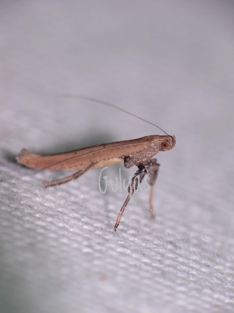 Caloptilia roscipennella - diógöngyölő keskenymoly