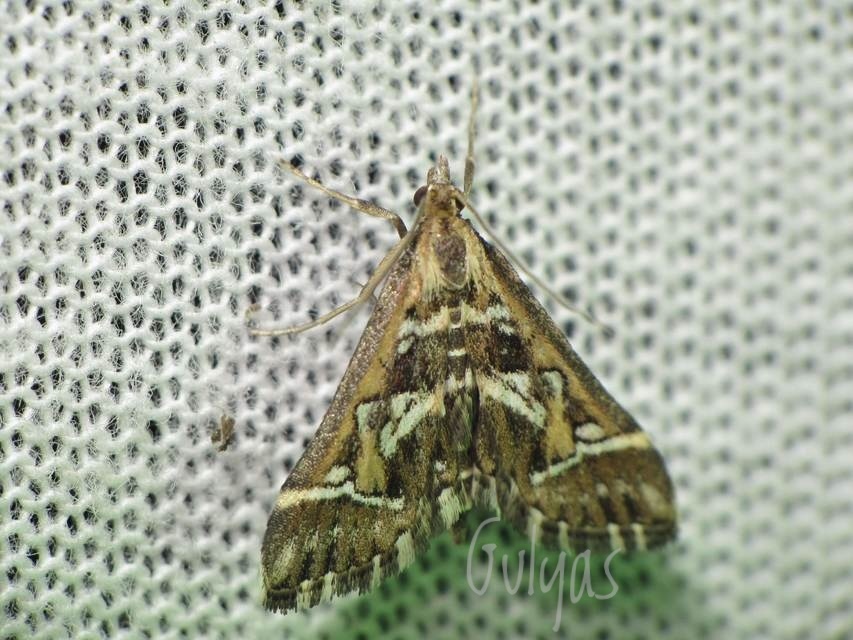 Diasemia reticularis - betűmintás tűzmoly