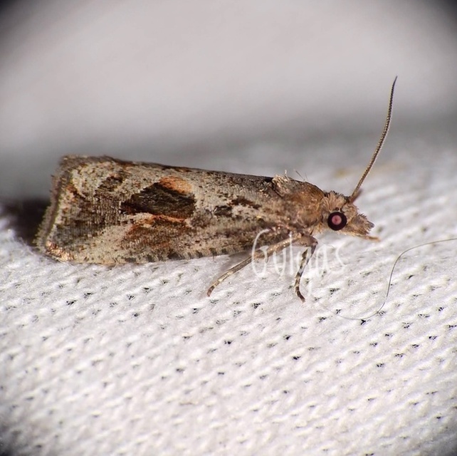 Endothenia quadrimaculana - mocsári tükrösmoly