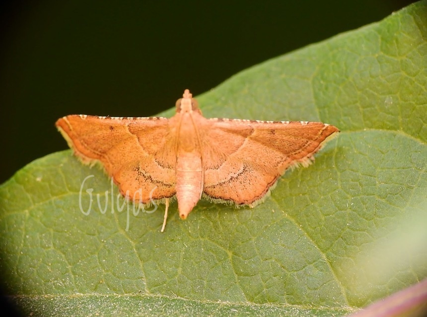 Endotricha flammealis - tüzesszárnyú fényilonca