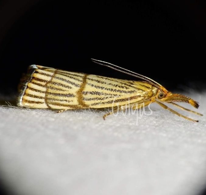 Chrysocrambus linetella - déli fűgyökérmoly