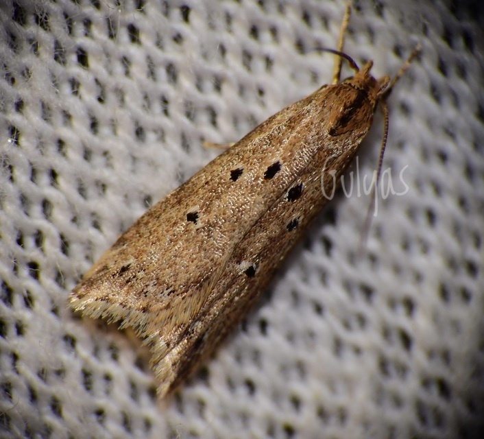 Brachmia inornatella - nádrágó lápimoly