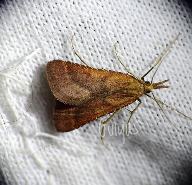 Synaphe punctalis - hosszúlábú fényilonca