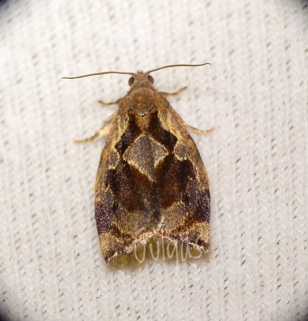 Archips crataegana - cseresznyeilonca