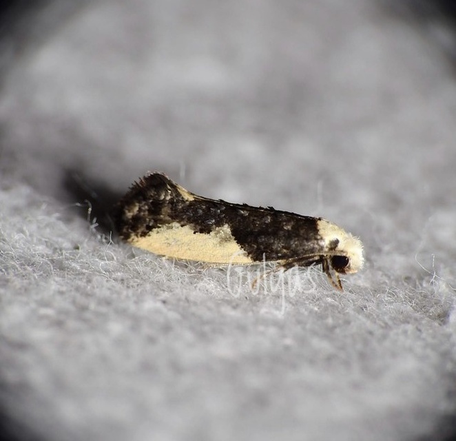 Monopis monachella - apácamoly