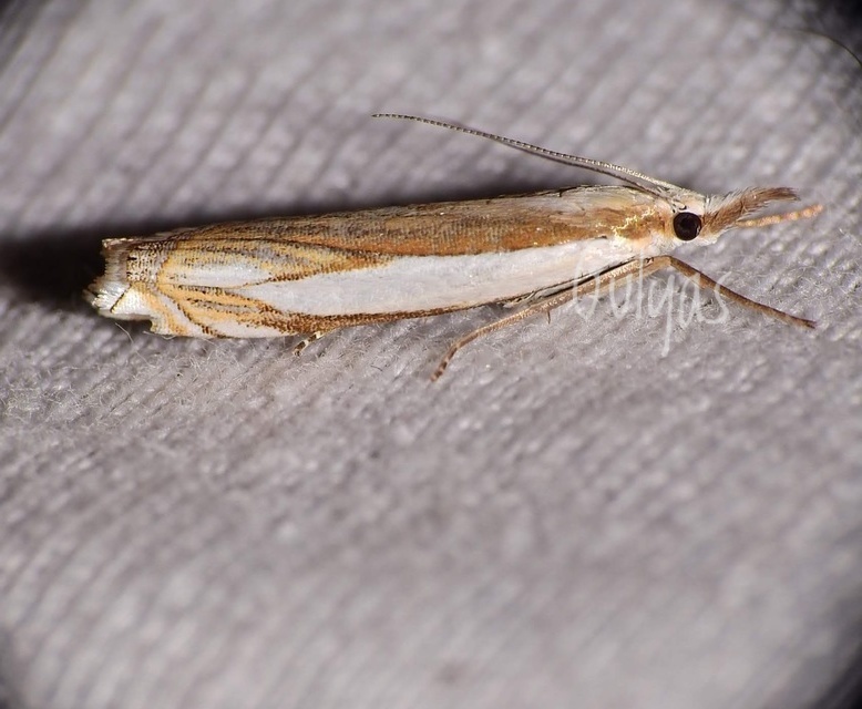 Crambus pascuella - lápréti fűgyökérmoly