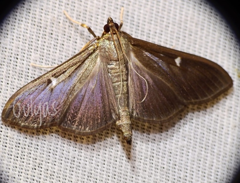 Cydalima perspectalis - puszpáng-tűzmoly