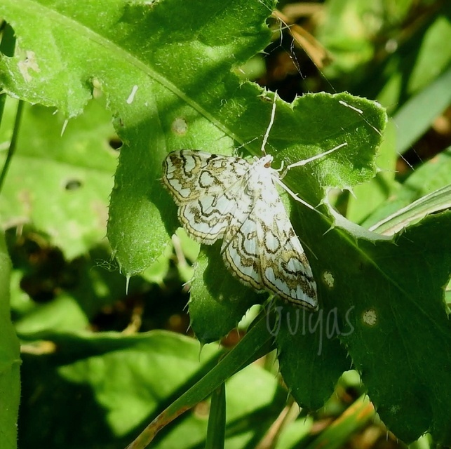 Elophila nymphaeata - tarka vízimoly