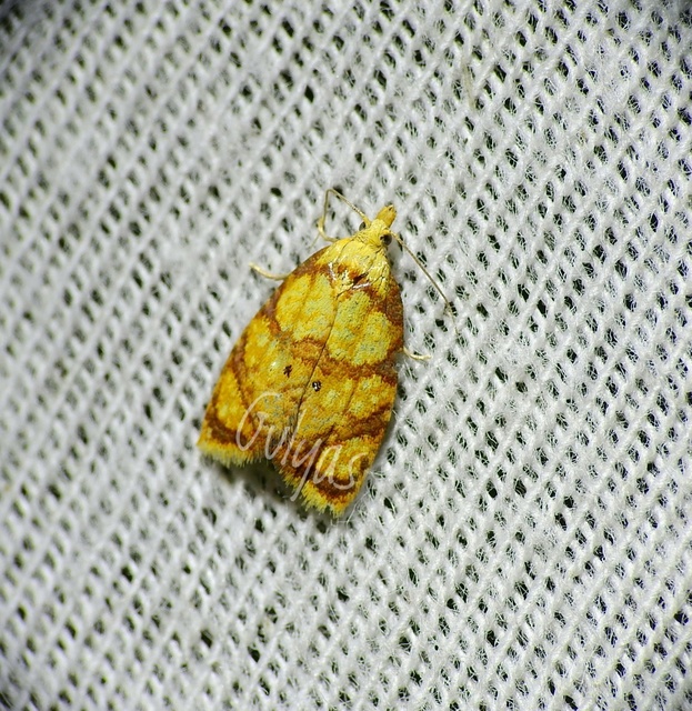 Acleris bergmanniana - rozsdarácsos levélmoly
