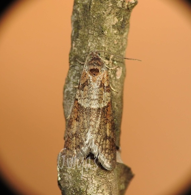 Tortricodes alternella - tavaszi sodrómoly