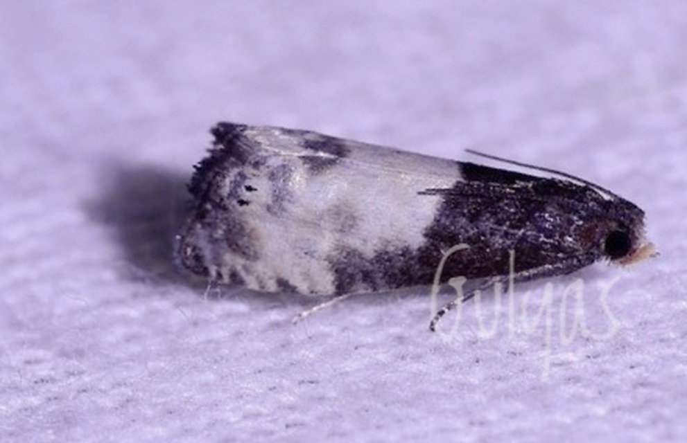 Notocelia cynosbatella - rózsahajtás-tükrösmoly
