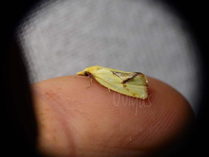 Agapeta hamana - közönséges sárgamoly