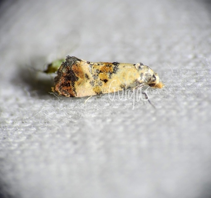 Neocochylis hybridella - keserűgyökér-fúrómoly