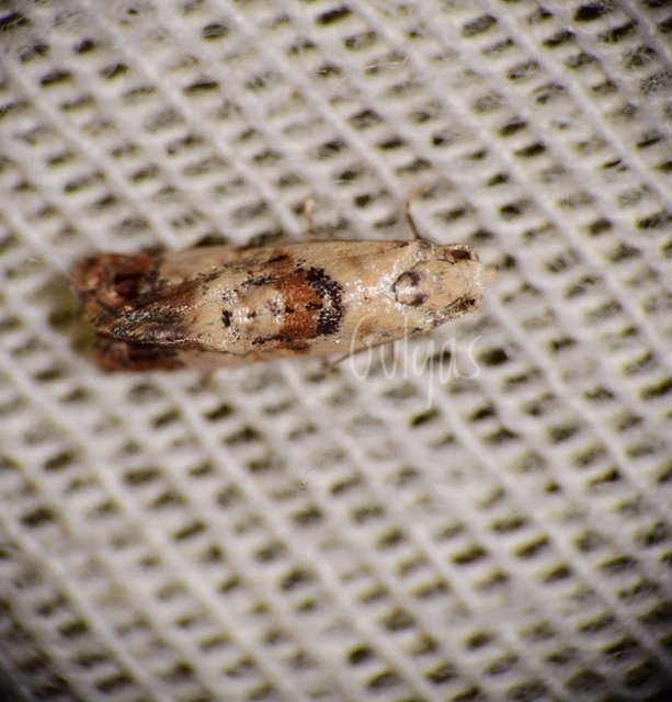 Neocochylis hybridella - keserűgyökér-fúrómoly