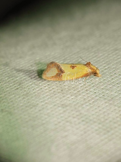 Agapeta zoegana - barnacsíkos sárgamoly