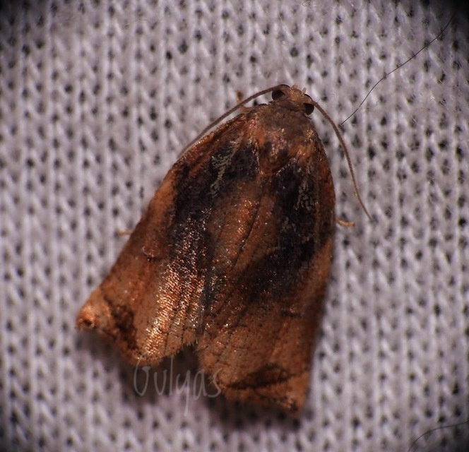 Archips podana - dudvarágó sodrómoly