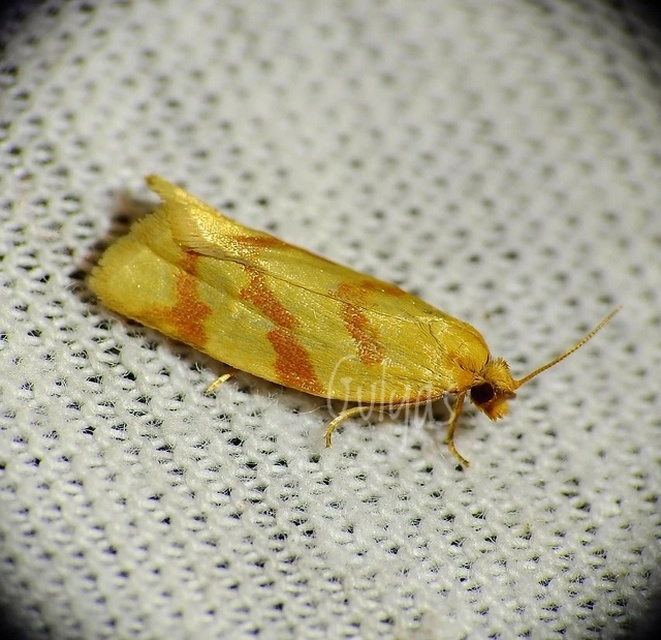 Clepsis pallidana - aranysárga sodrómoly