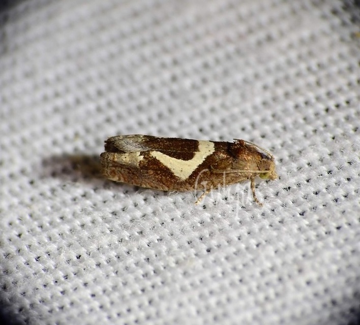 Epiblema foenella - kampósfoltú tükrösmoly