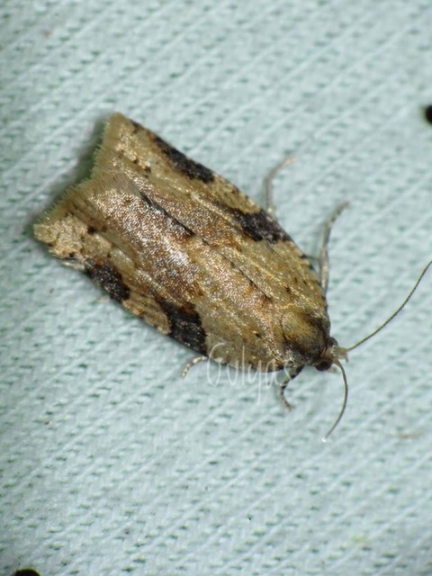 Clepsis spectrana - szalmaszínű sodrómoly