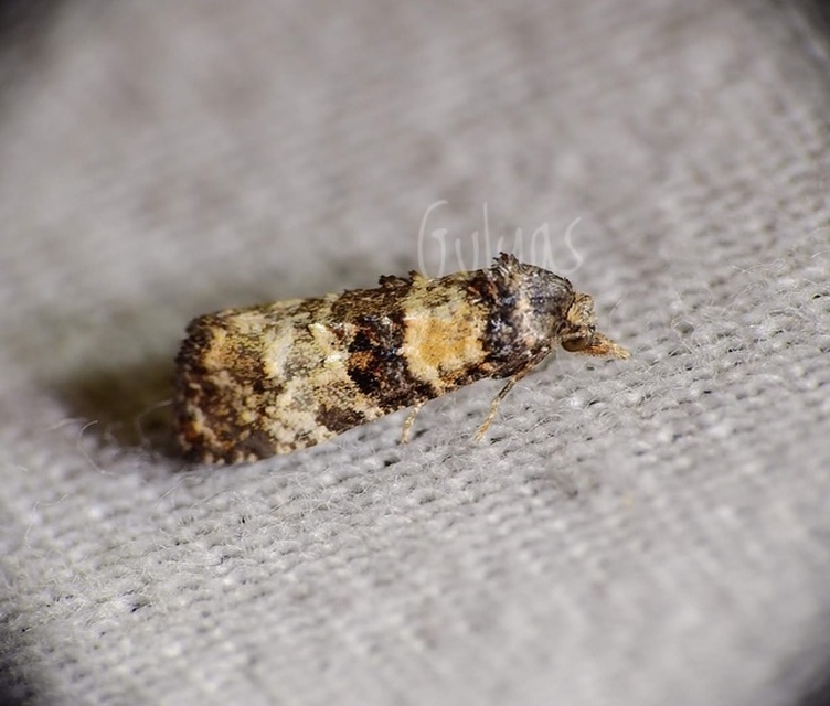 Phtheochroa pulvillana - spárgaszár-fúrómoly