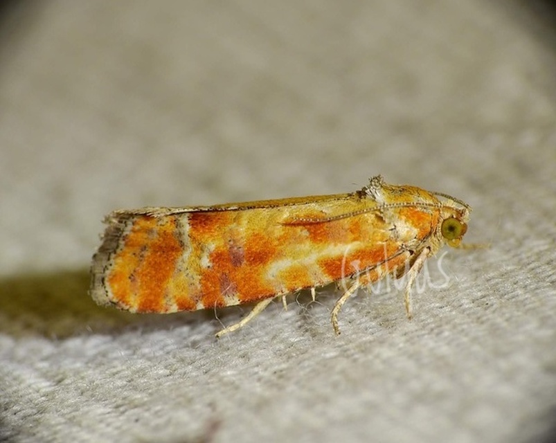 Rhyacionia buoliana - fenyőilonca