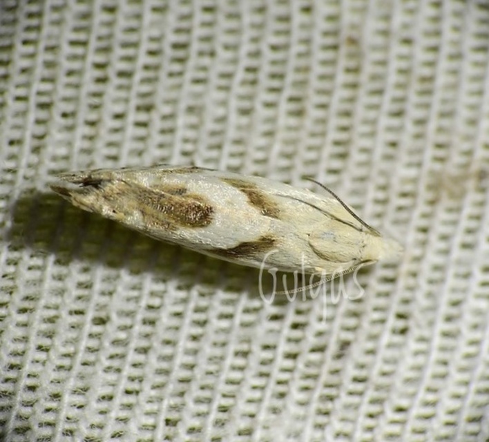 Eucosma metzneriana - ürömgyökér-tükrösmoly