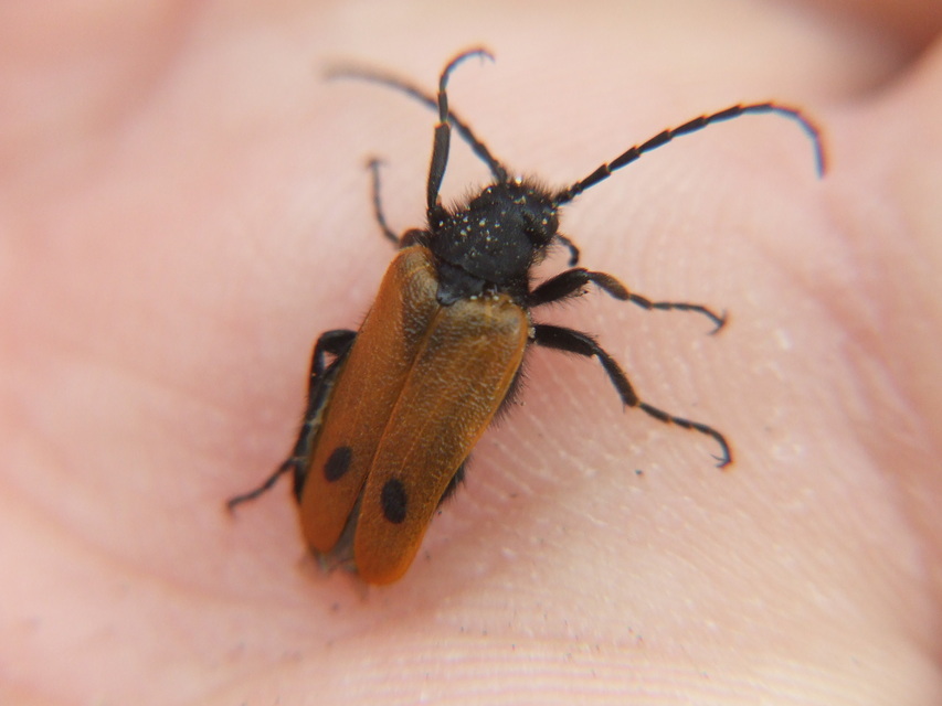 Apalus bimaculatus - kétfoltos élősdibogár