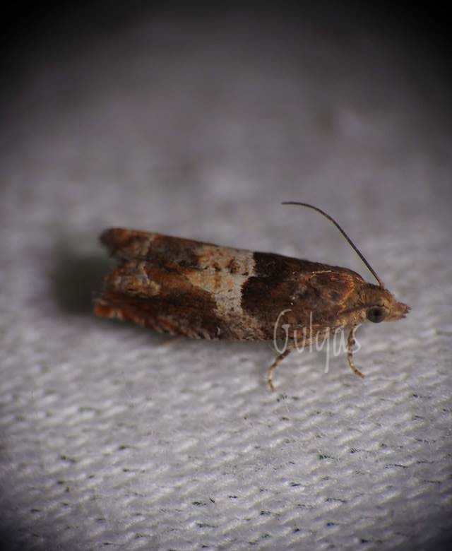 Epinotia tenerana - nyírbarka-tükrösmoly
