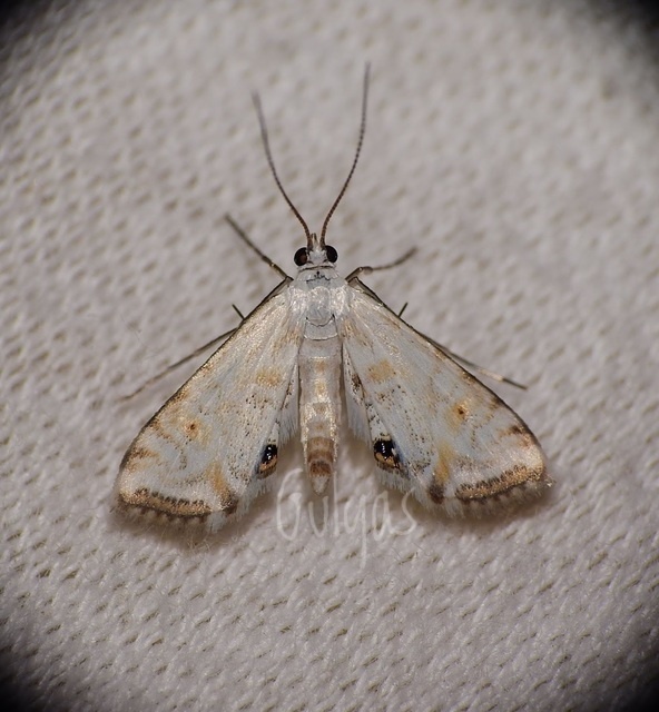 Cataclysta lemnata - békalencsemoly