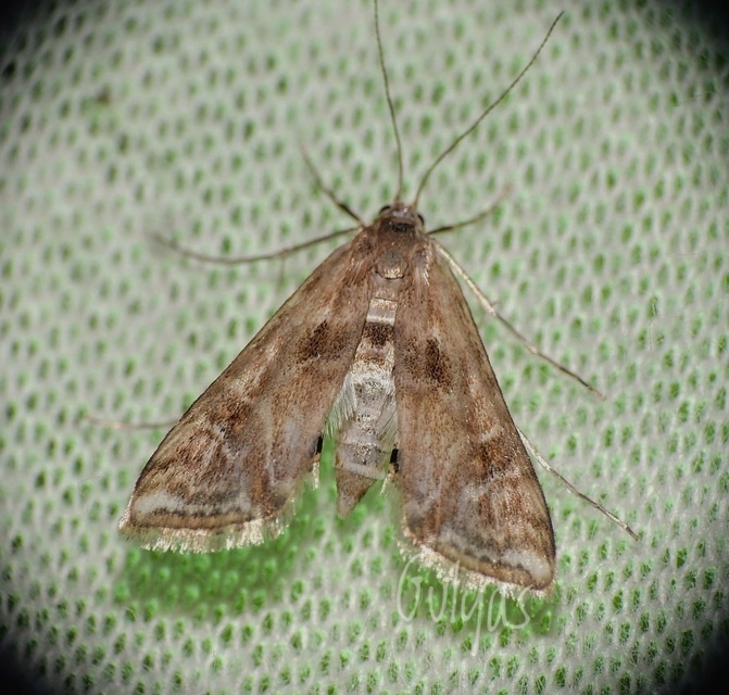 Cataclysta lemnata - békalencsemoly