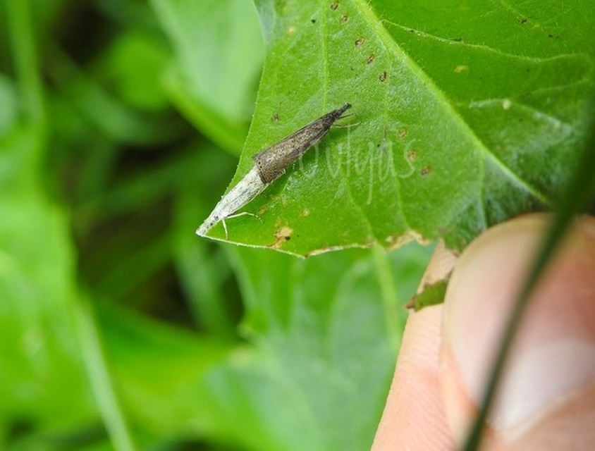 Platytes cerussella - törpe fűgyökérmoly