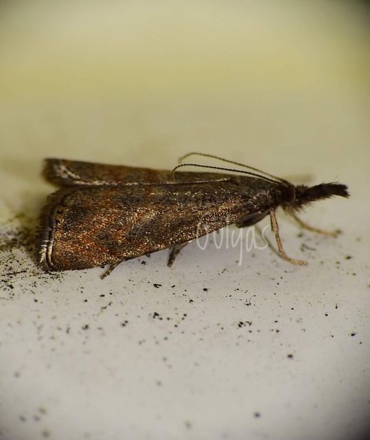 Platytes cerussella - törpe fűgyökérmoly